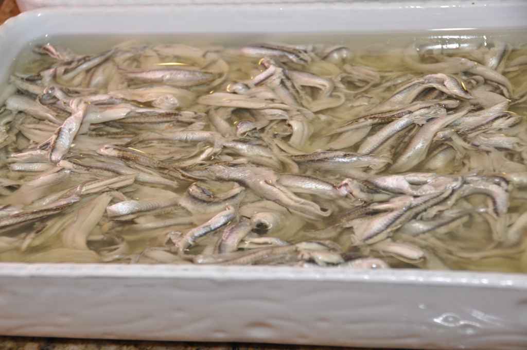 FILETTI DI ALICI MARINATE biella